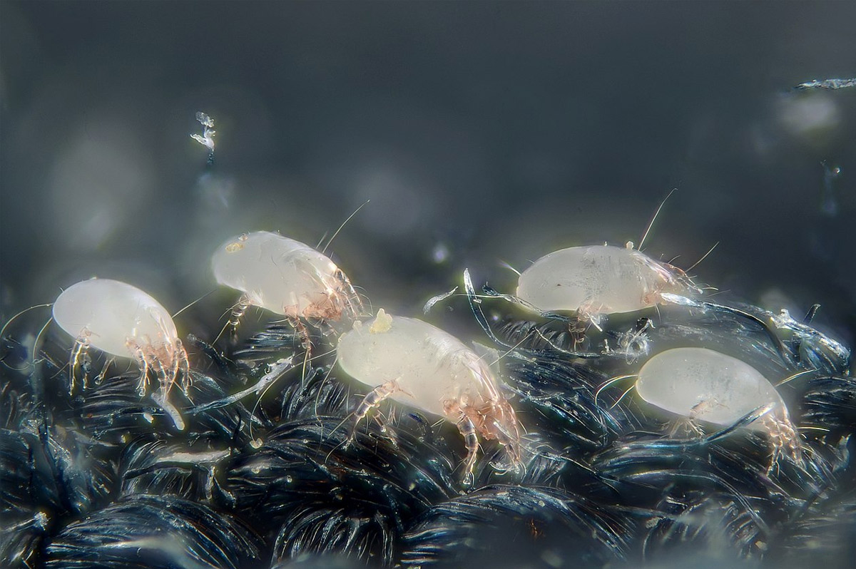 Close-up of dust mites